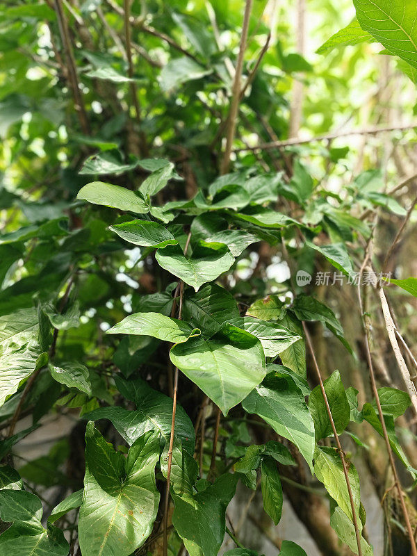 木合根(Syngonium podophyum)是最常见的观赏植物，也被称为箭头植物。作为一种观赏植物，合家欢通常不开花